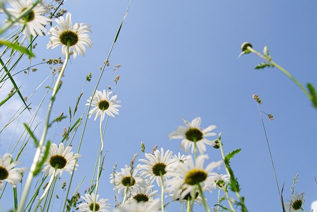 Clear blue sky with daisies, viewed from the ground